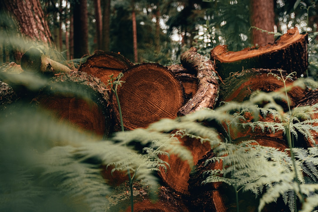 Log