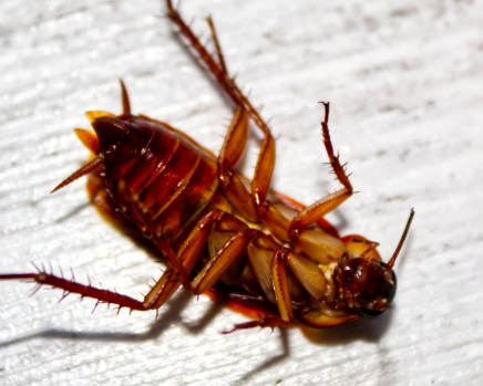 컴배트 스프레이 사람한테 뿌리면 어떻게 해야할까요?