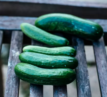 오이 효능 부작용 고르는법 칼로리