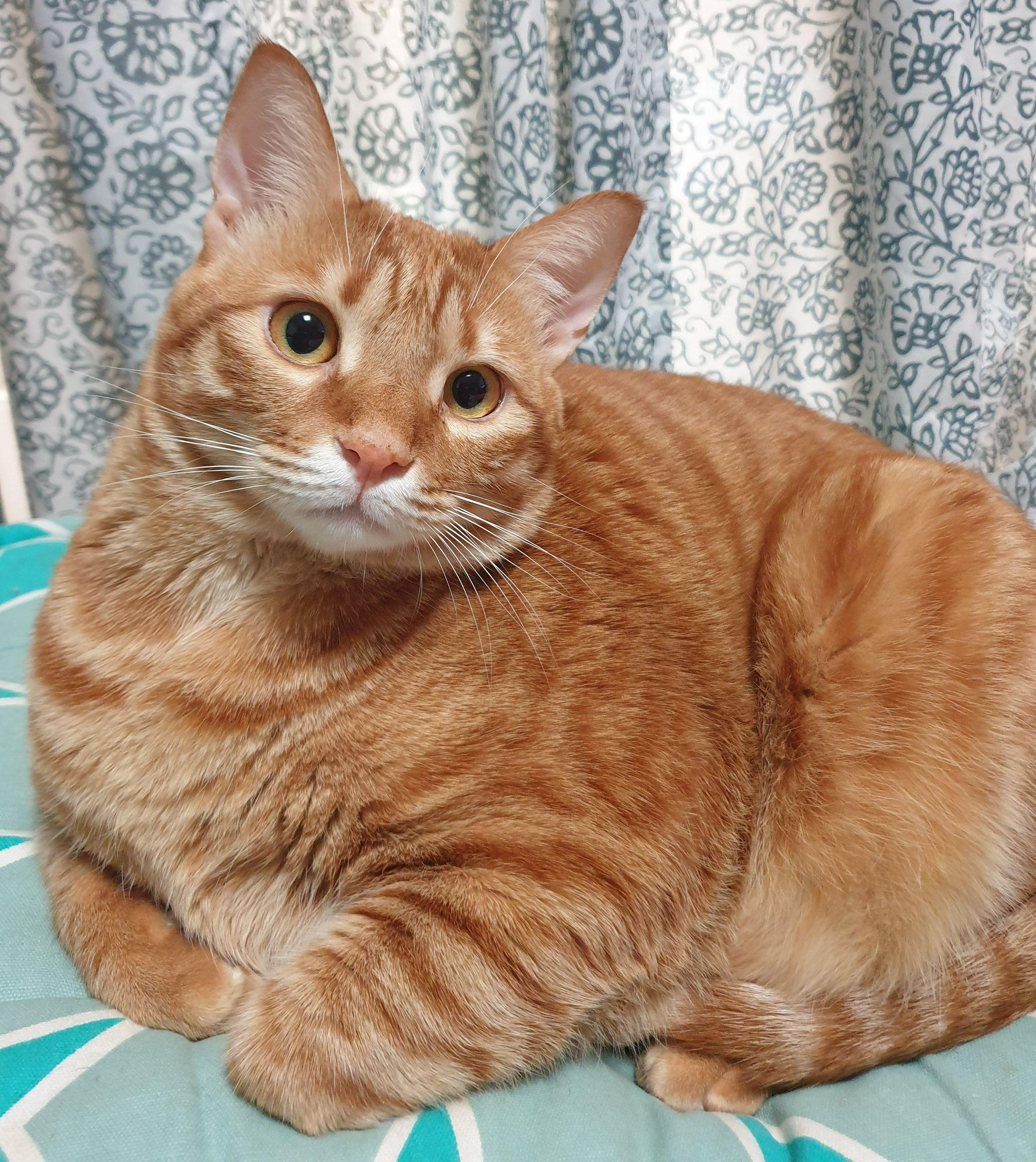 귀여운 고양이
