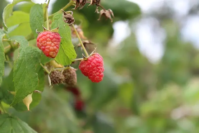 raspberry-2759462_640