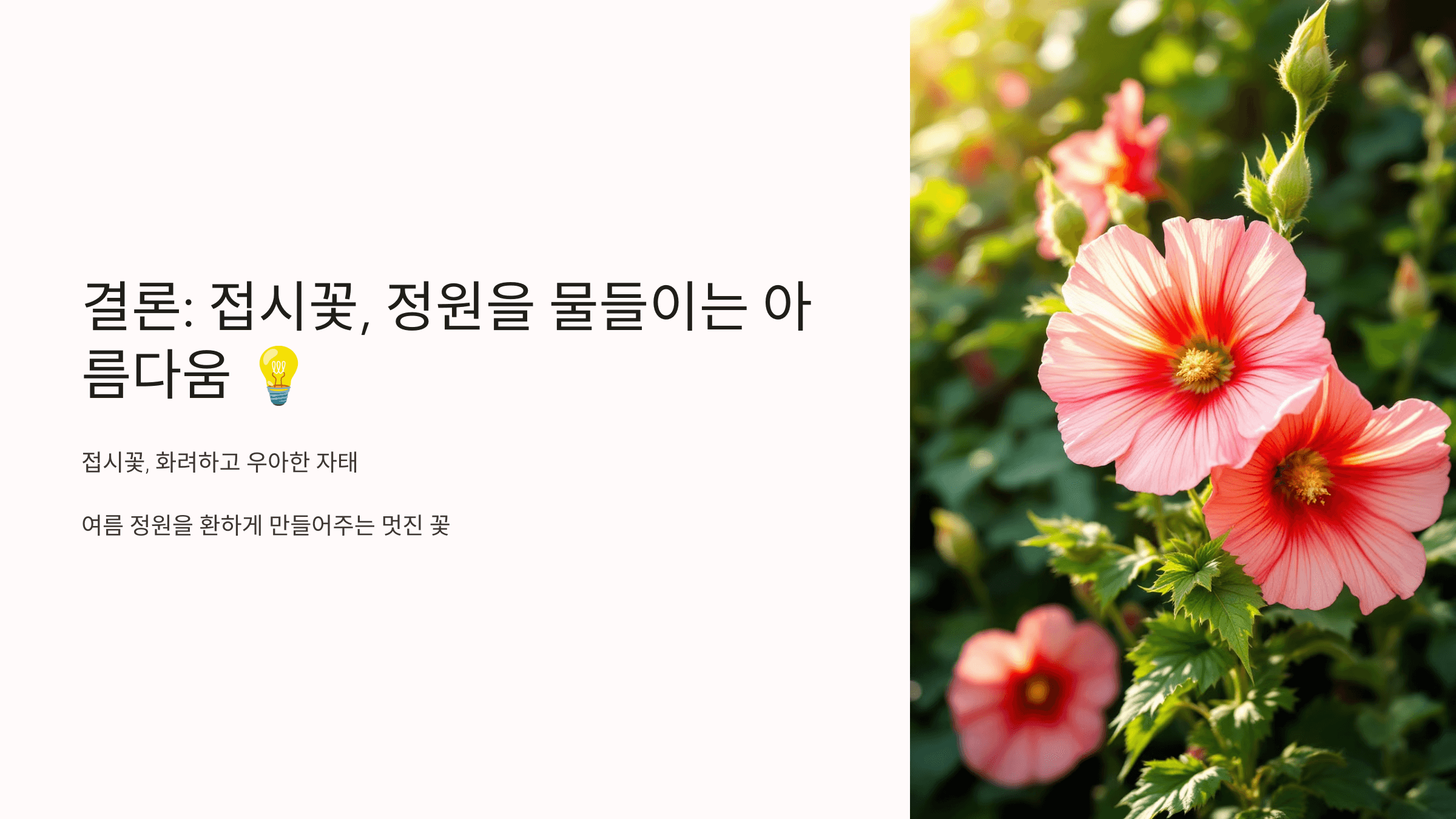 접시꽃 사진입니다.