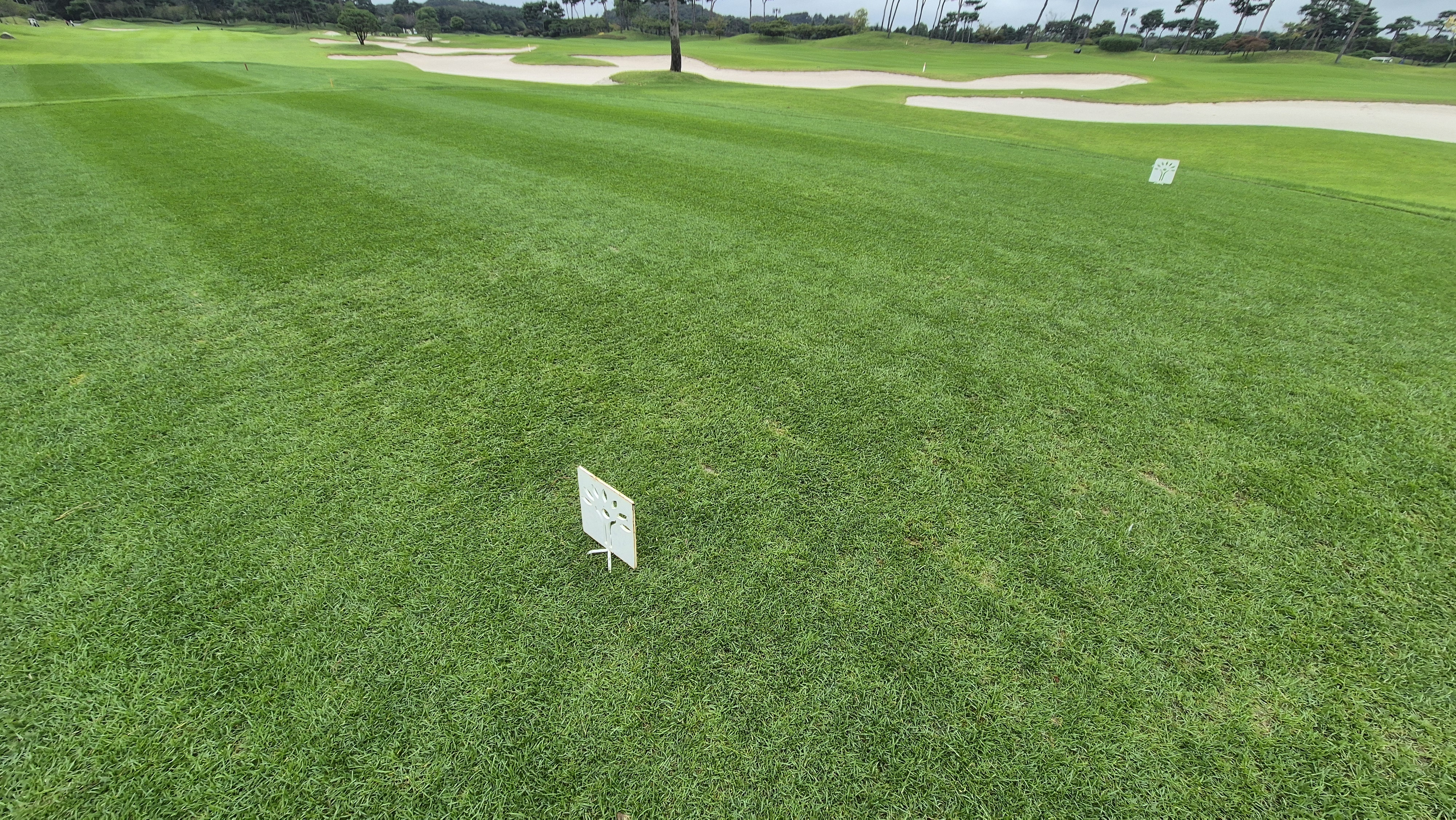 파인스톤cc 티잉구역 상태