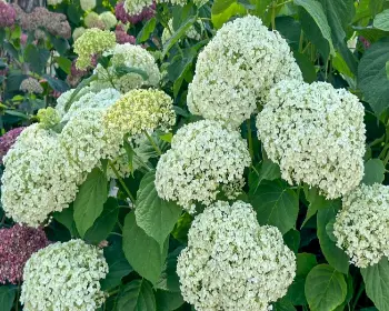 공주 수국축제 유구 색동 수국 정원 꽃축제_11
