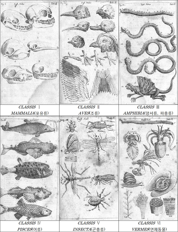 ( 자연의-체계-초판 )