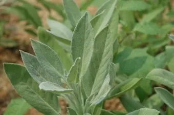 세이지 재배 삽목 번식 배수성 좋은 흙 가지치기_9