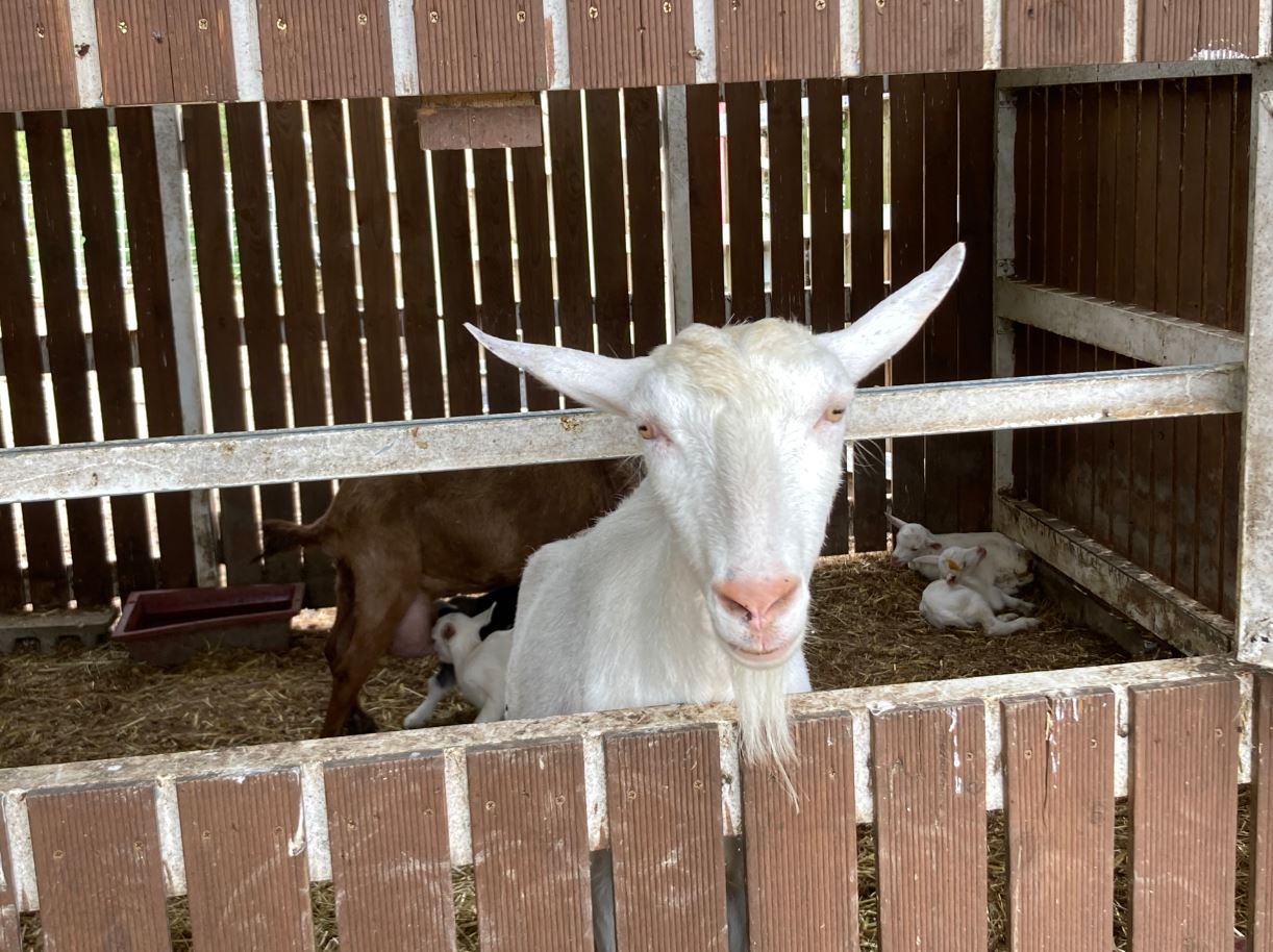 은아목장 목장체험