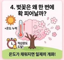 벚꽃 상식
