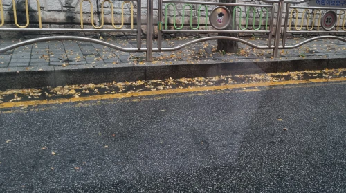 길에 떨어진 은행나무 잎