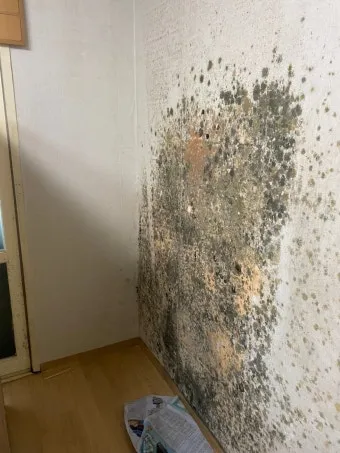 장마철 곰팡이 제거방법 꿀팁 정리 완벽 가이드_17