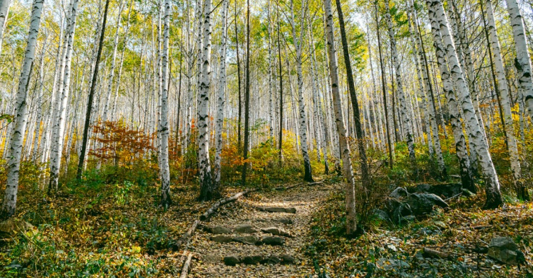 인제 자작나무 숲