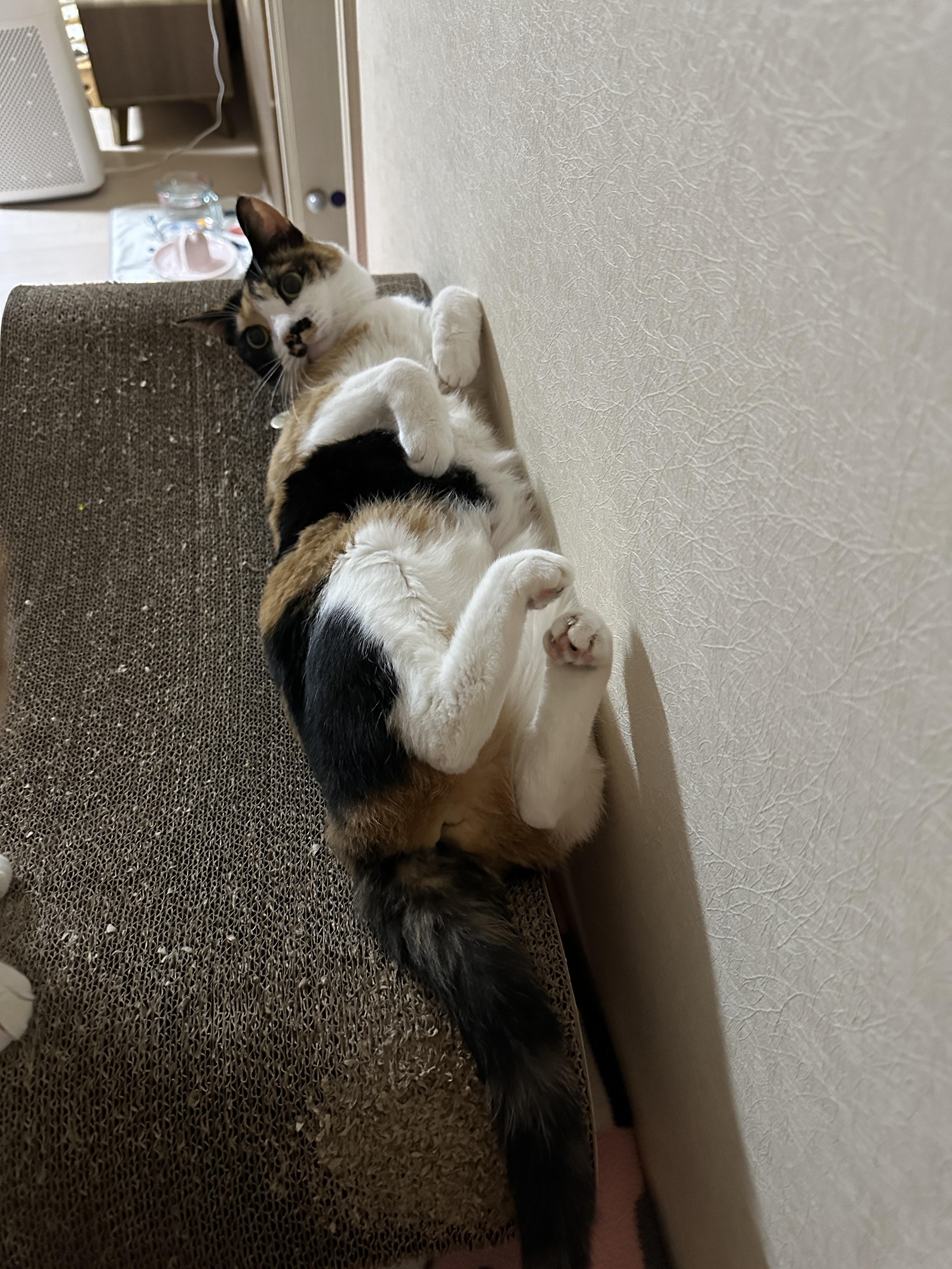 스크래쳐_위에_발라당_누워_있는_삼색냥이_다다_2