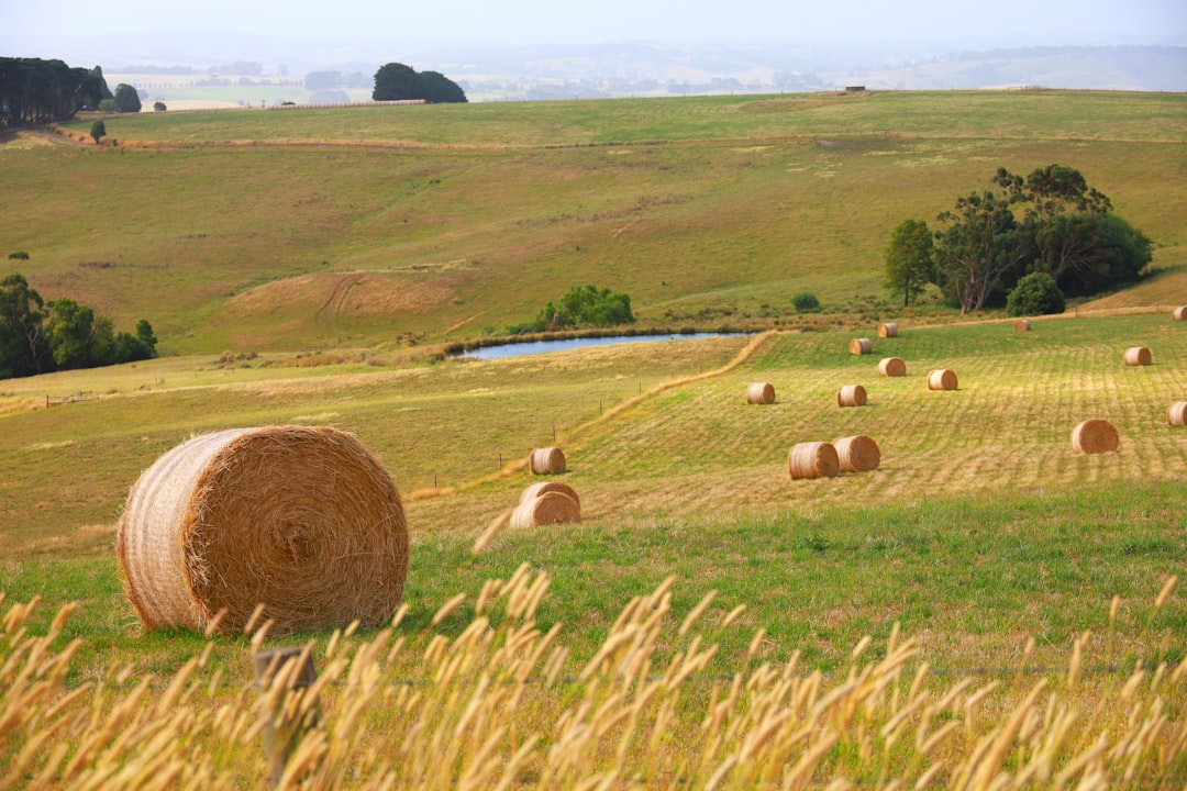 농지의 영어 번역은 farmland입니다.