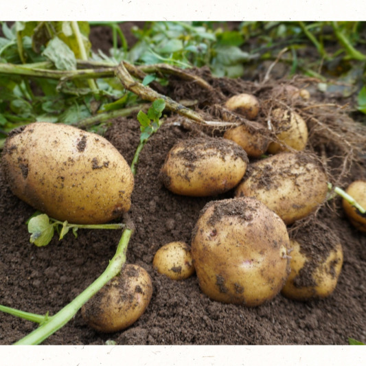 중부 내륙 재배 캘린더