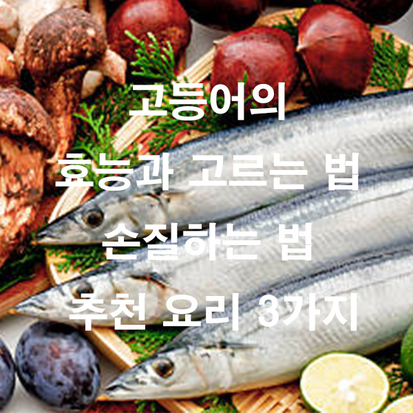 고등어의 효능과 고르는 법 손질하는 법 추천 요리 3가지