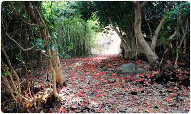 동백숲길