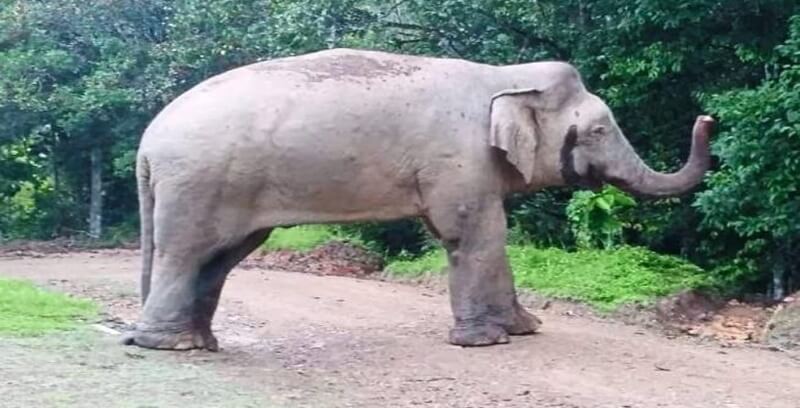 코끼리 꿈해몽 태몽 길몽 흉몽 10가지 정리.첫번째