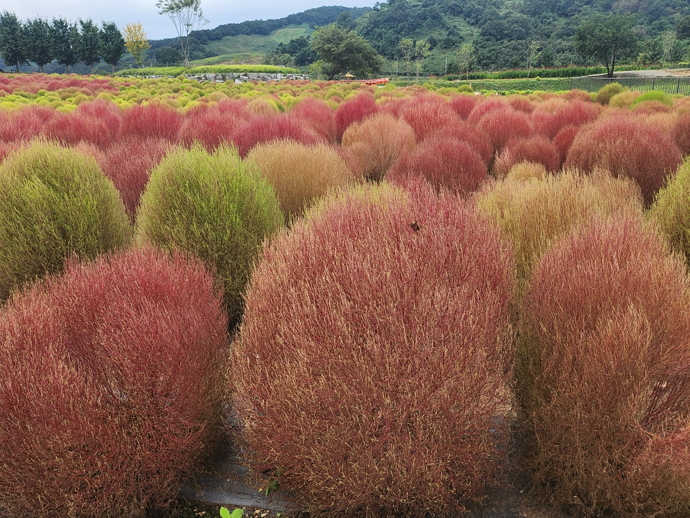 서울근교꽃구경