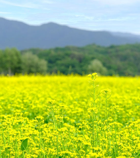 고석정 꽃밭 축제