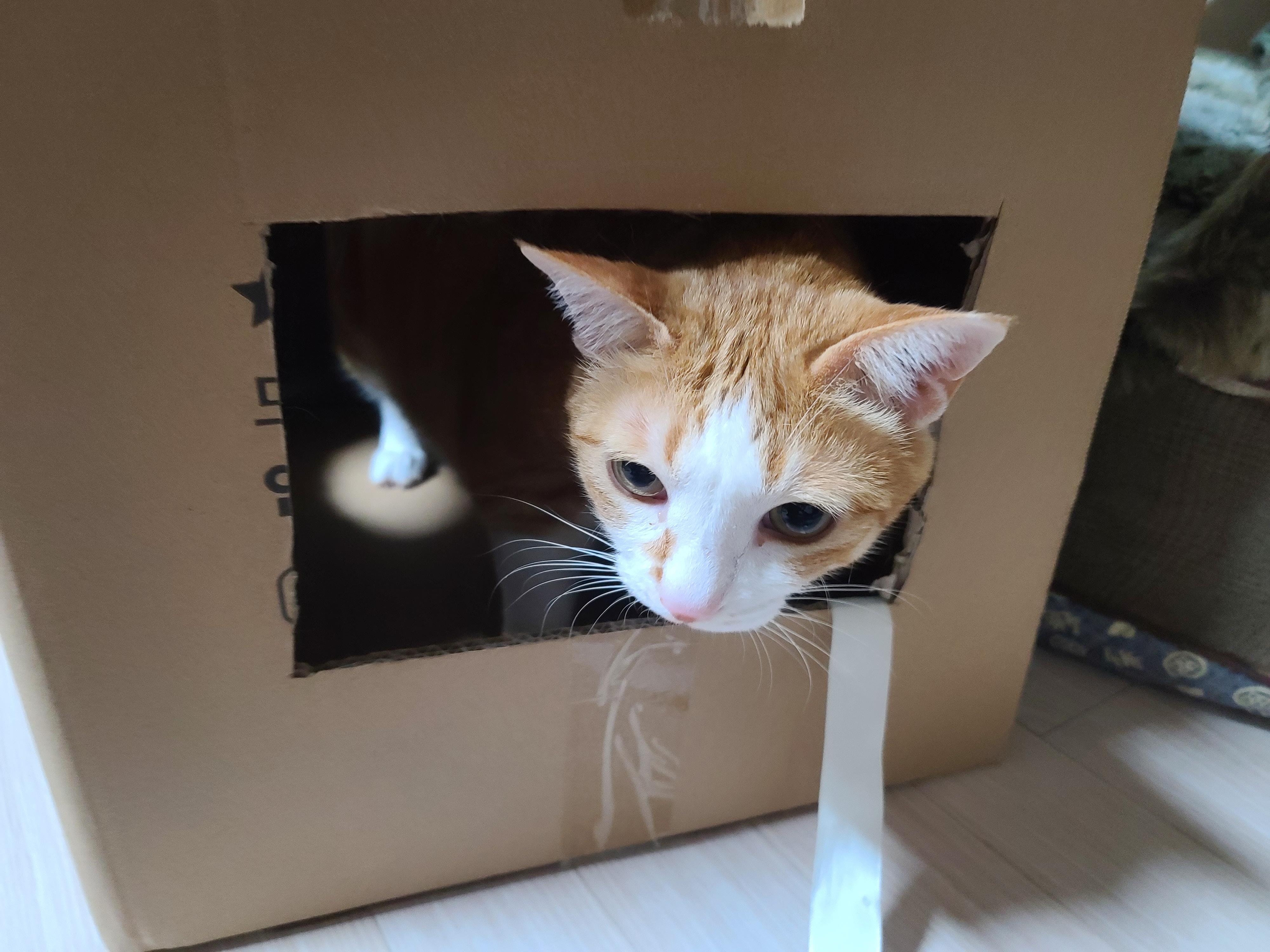 고양이들에게 귀여운 박스놀이터가 생겼다.(feat.가성비 좋은 고양이장난감)