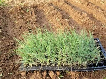 텃밭 대파 키우는 방법 파종 시기_5