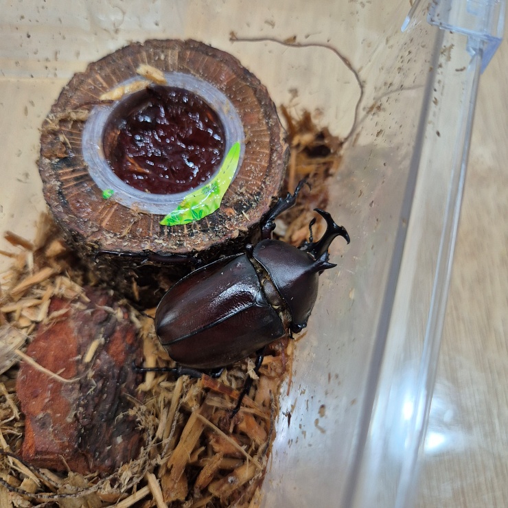 애완곤충 장수풍뎅이