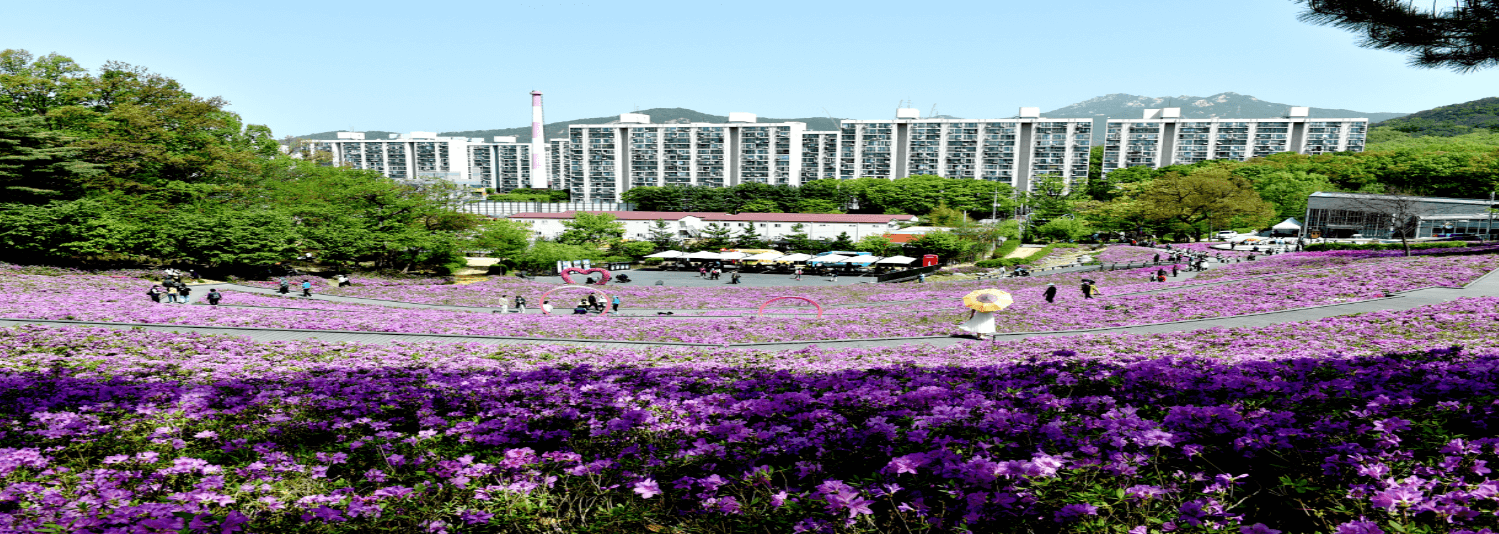 불암산 철쭉 축제