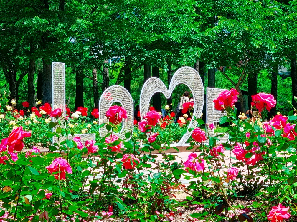 송도 해돋이공원 장미원: 시원한 그늘에서 장미보며 피크닉하기