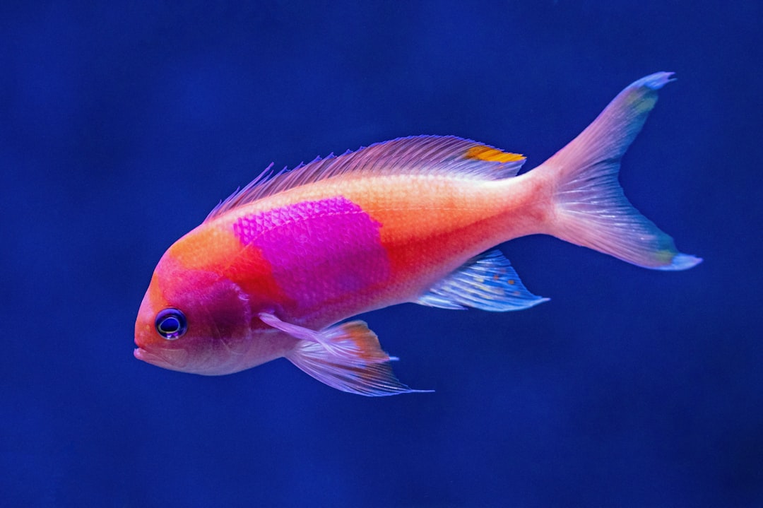 Fish