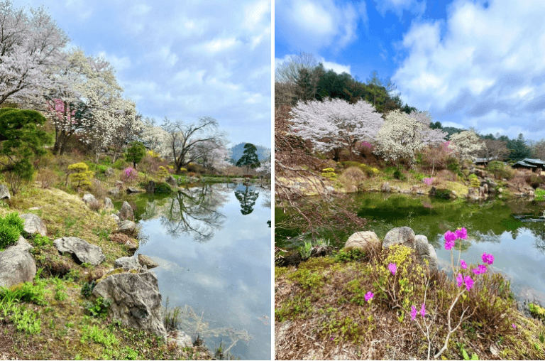 2025년 전국 벚꽃축제 완벽 가이드 관련사진