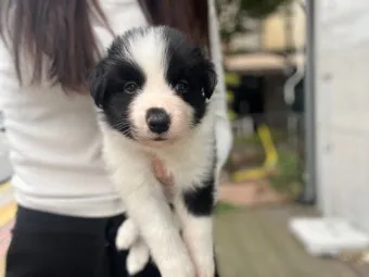 보더콜리분양가 2024년 가격 정보와 분양 팁_12