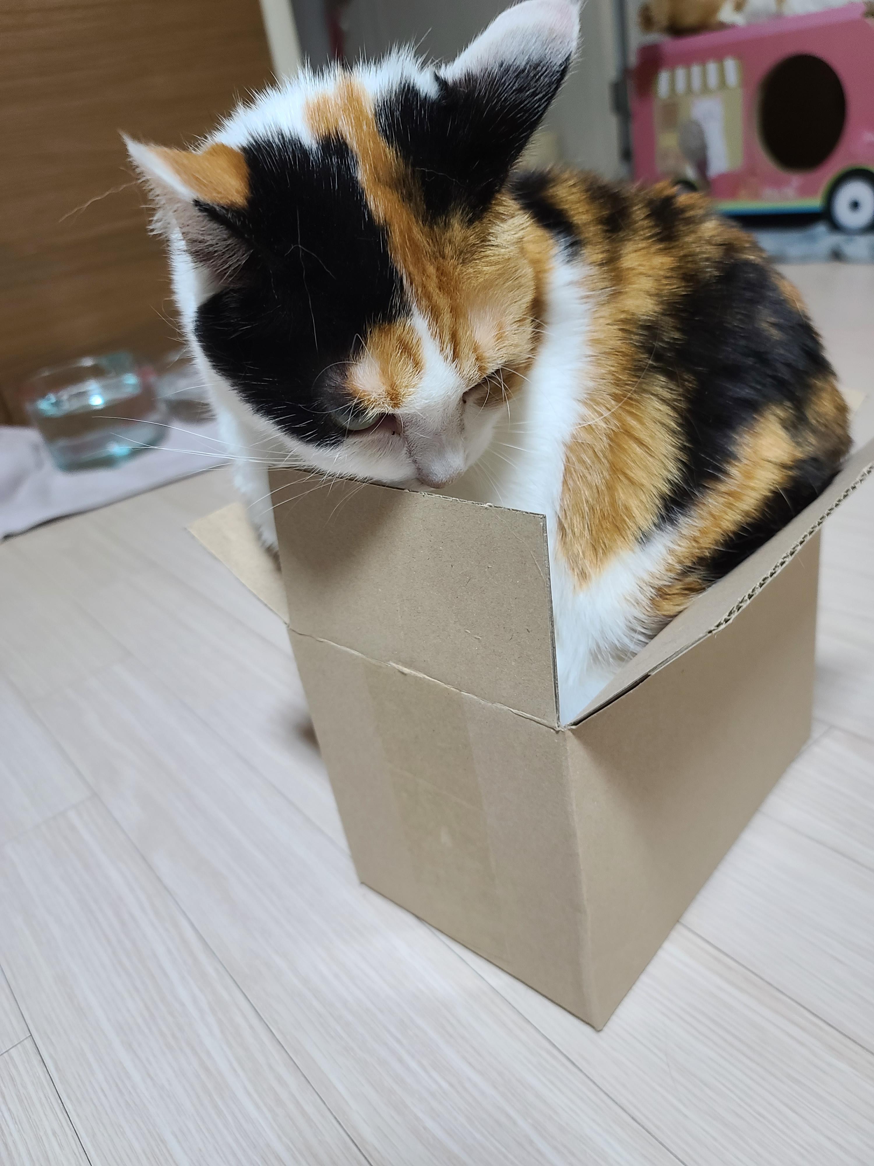 보지 않고는 믿을수 없는 고양이의 유연함. 유독 작은상자를 좋아하는 요미.