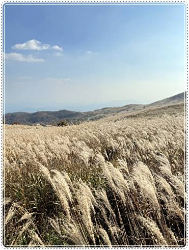 황매산-억새축제