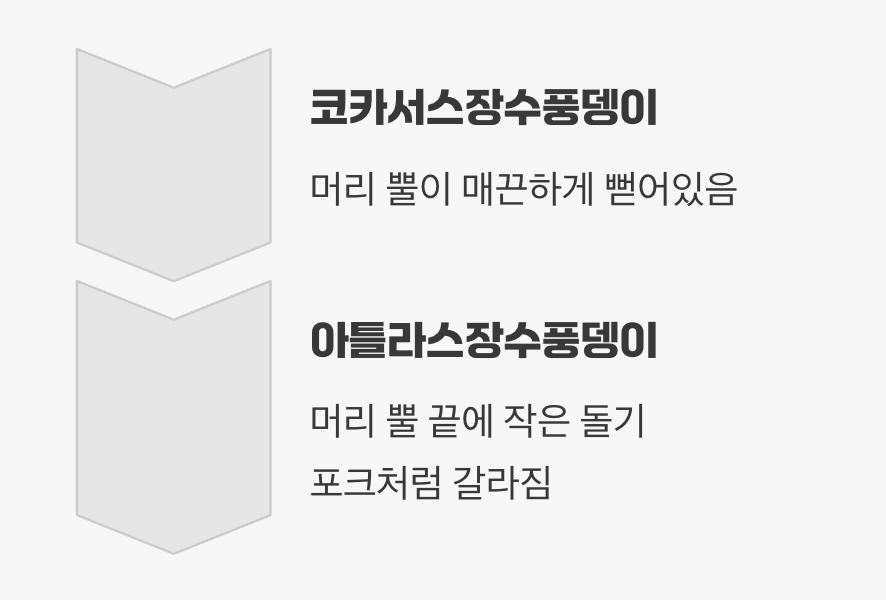 아틀라스장수풍뎅이와의 쉬운 구별법