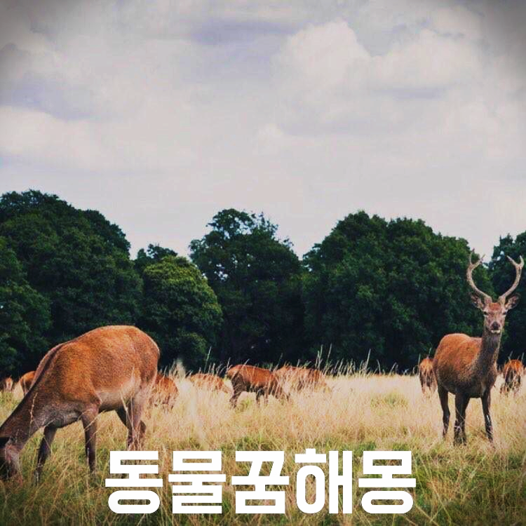 동물 나오는 꿈