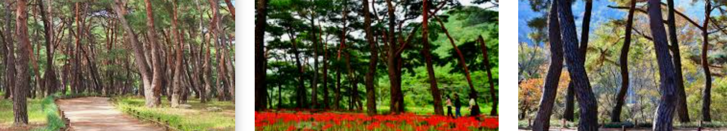 겨울에 운문사 숲길