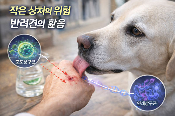 작은 상처의 위험, 반려동물의 핥음 관련 이미지