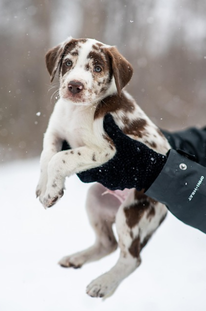 강아지 항공기 탑승 가능할까?|국내선·국제선 반려동물 동반 규정