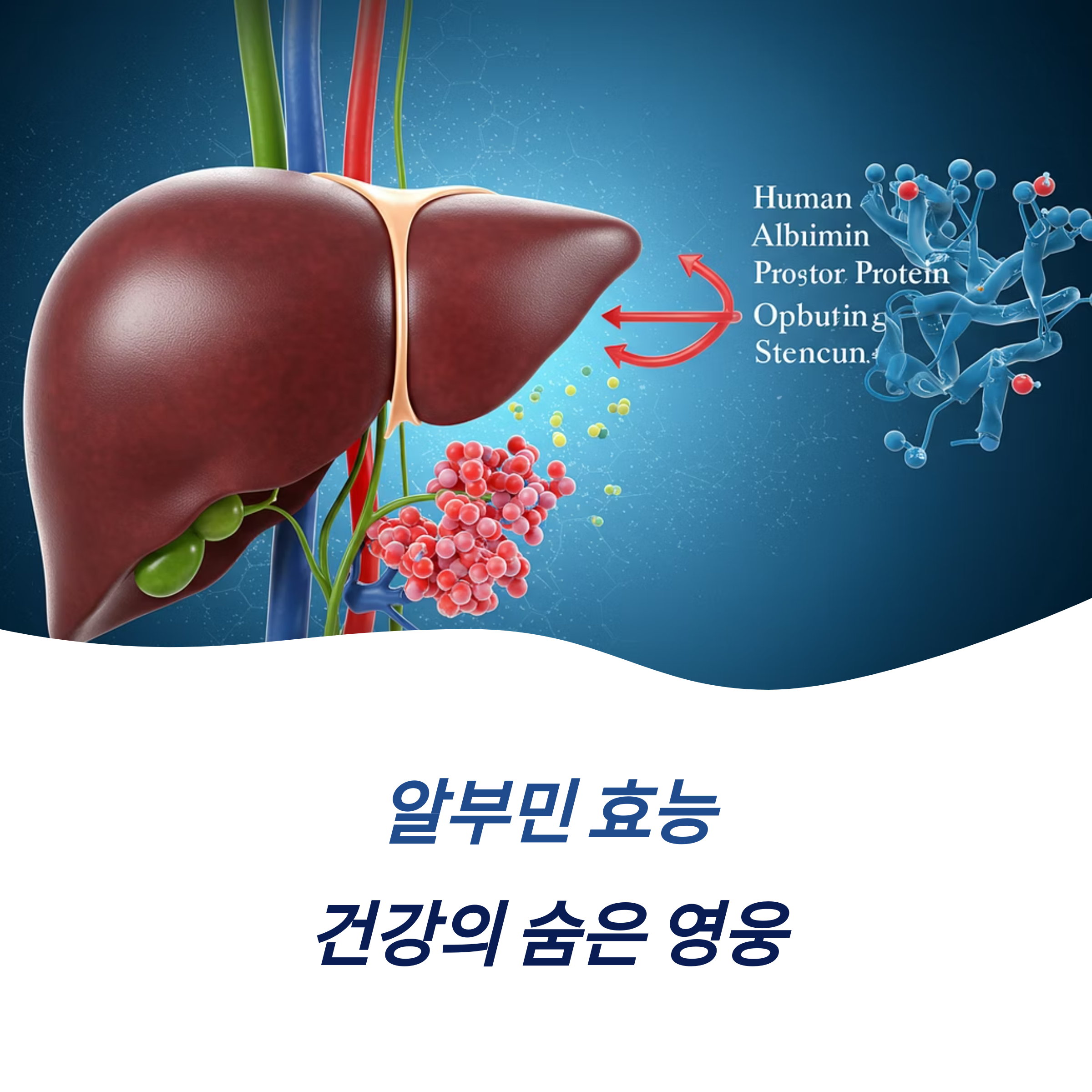알부민 효능 영양제 제품 비교 선택 팁 꼭 먹어야 할 이유!