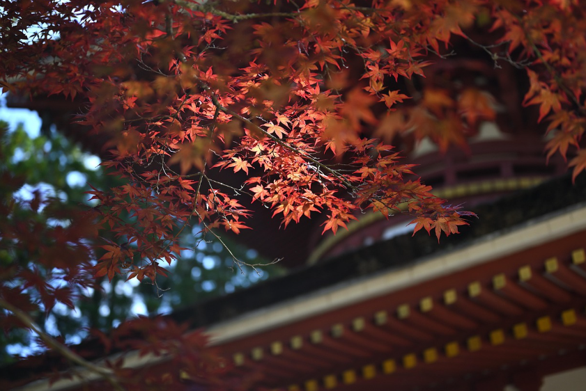 🍁 2025 가을 단풍 절정 시기 &amp; 전국 명소 TOP10 관련사진.