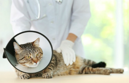 수의사에게 진단을 받는 엘리자베스 칼라를 한 고양이.