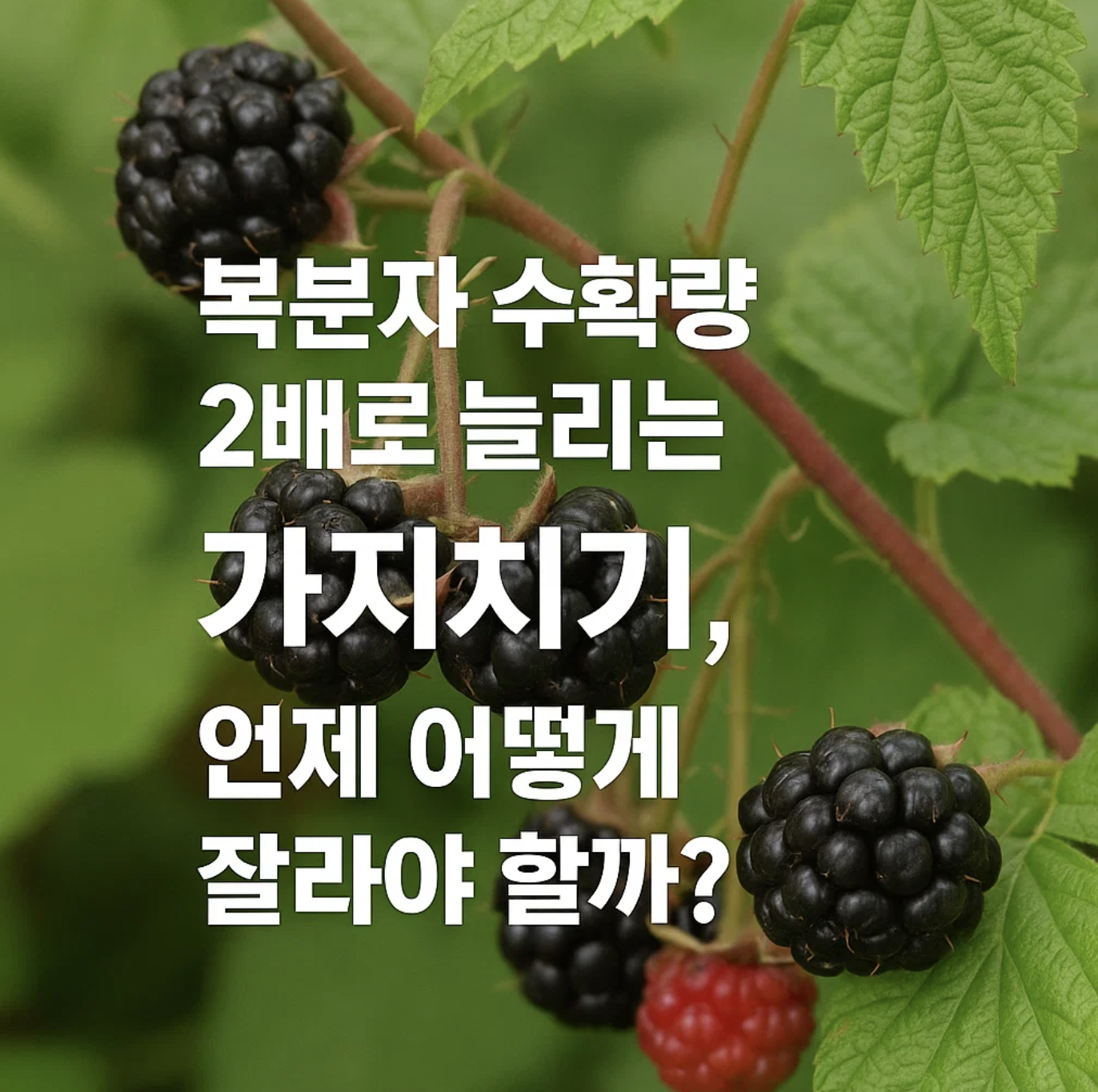 복분자 수확량 2배로 늘리는 가지치기, 언제 어떻게 잘라야 할까?