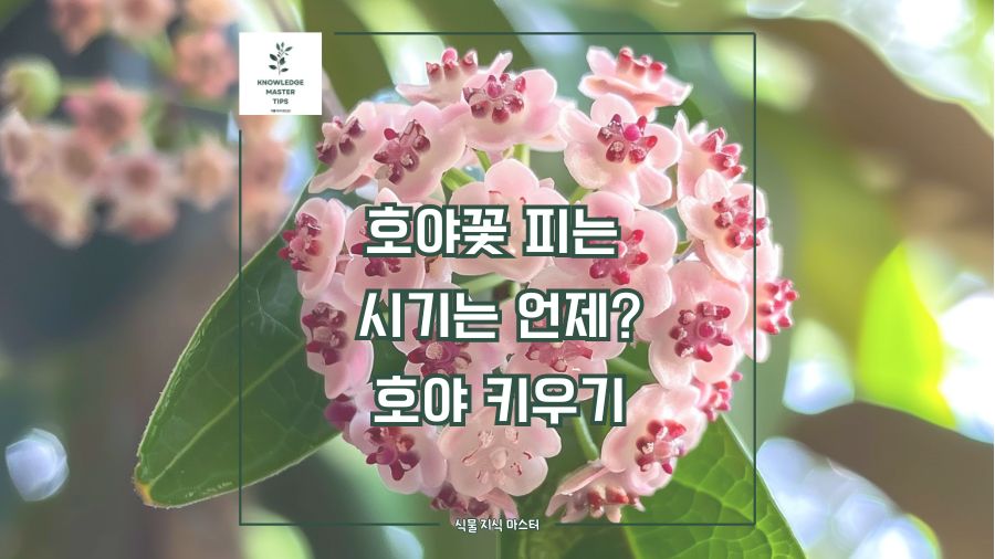 호야꽃 피는 시기는 언제? 호야 키우기