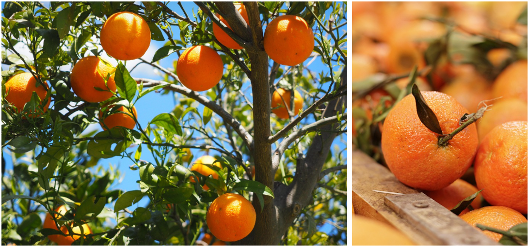 감귤 관련 사진