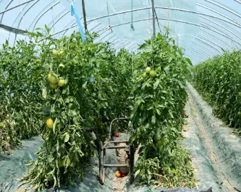 대저토마토축제_14