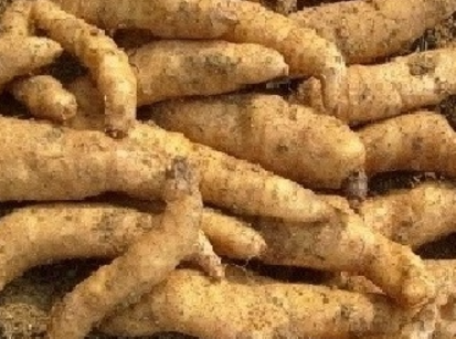 천마 관절 건강과 두통 완화