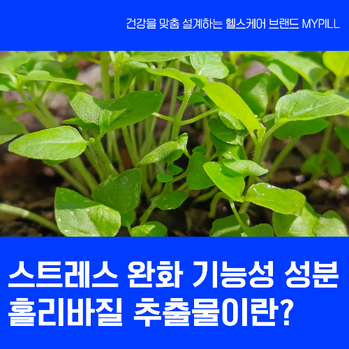 스트레스 완화 기능성 성분 홀리바질 추출물