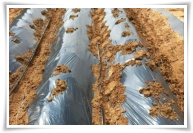 "10월에 심기 좋은 작물 추천" 10월, 새로운 계절을 준비하는 시간...