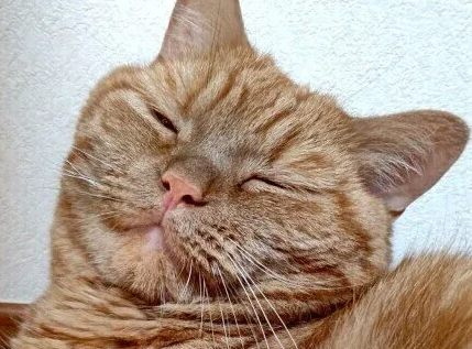 고양이에게 치즈를 주면 안되는 이유