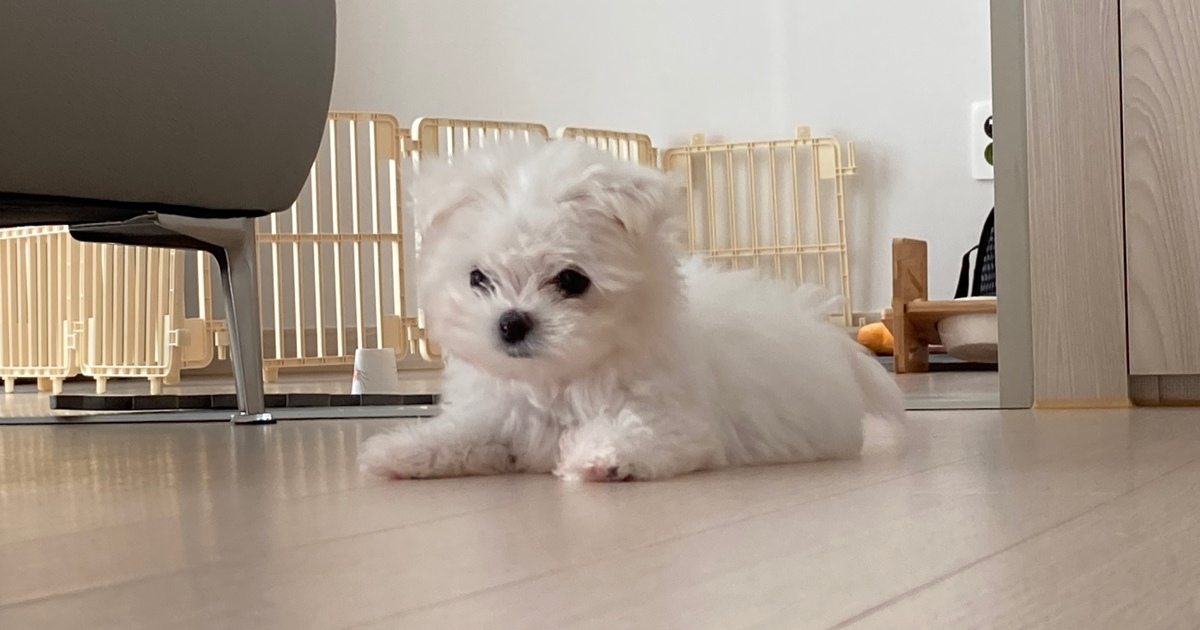 딸꾹질-증상으로-주인의-마사지를-기다리는-강아지